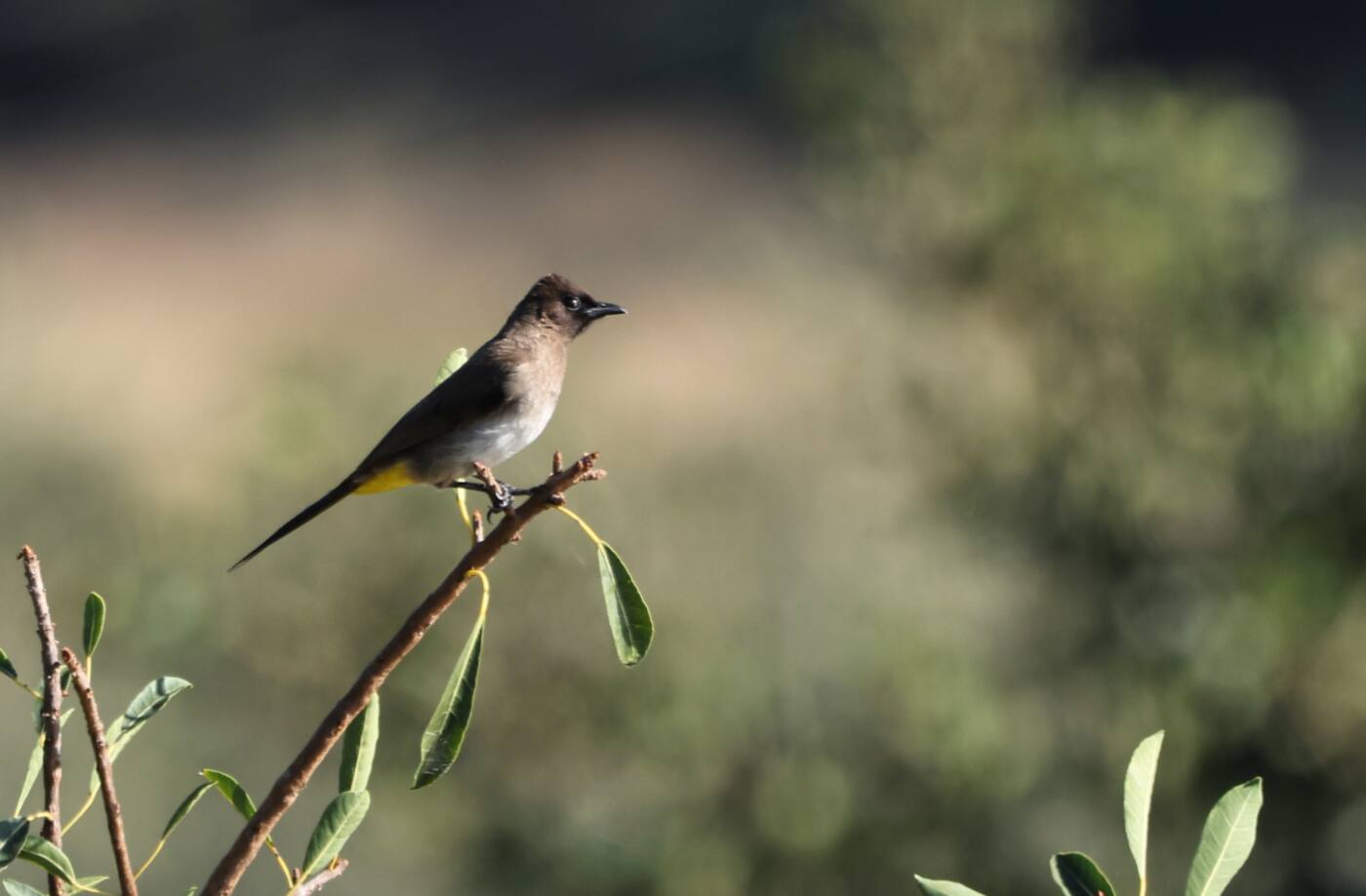 Bird perched on a branch