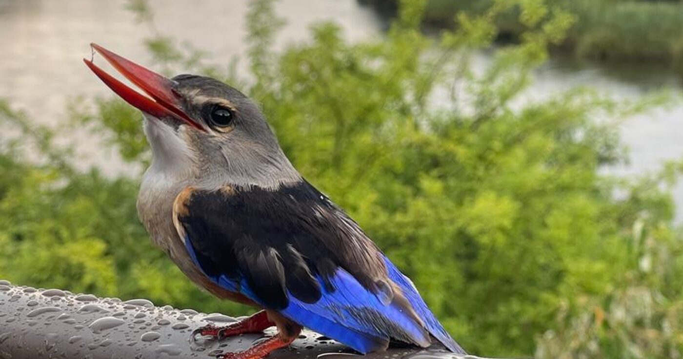 Kingfisher close-up
