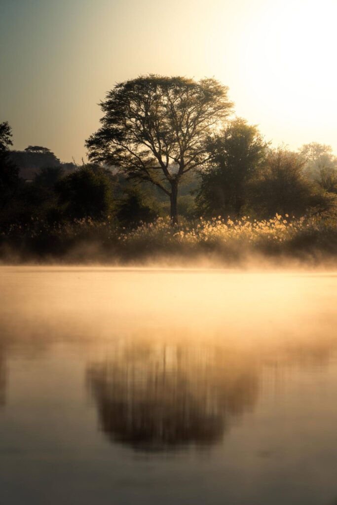 Golden evening light over the reeds of the Kavango River