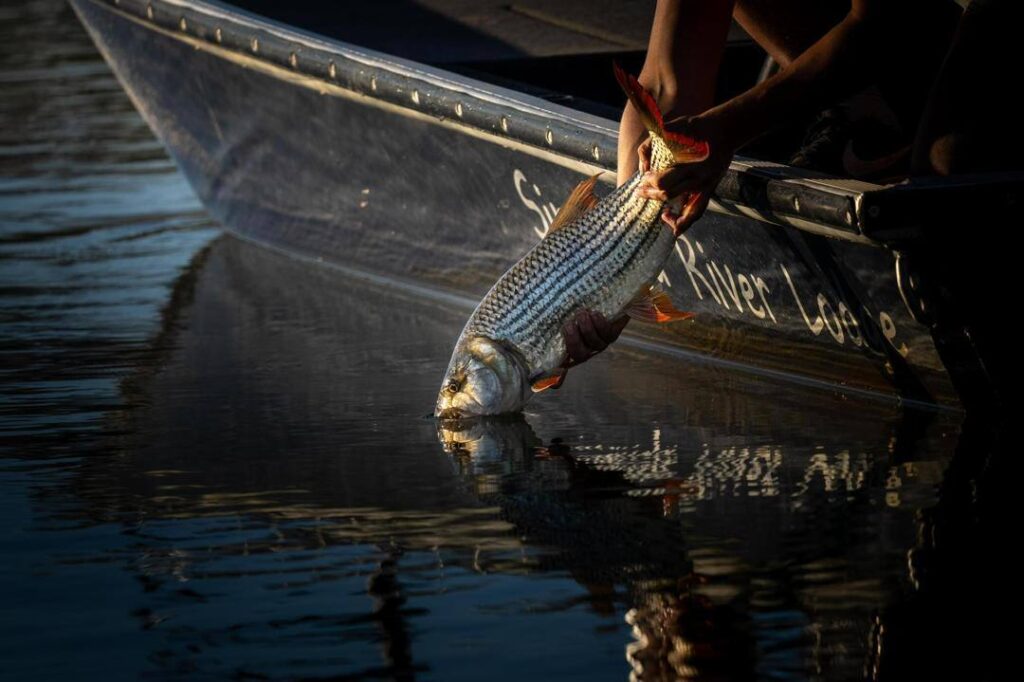 Tiger fish being released
