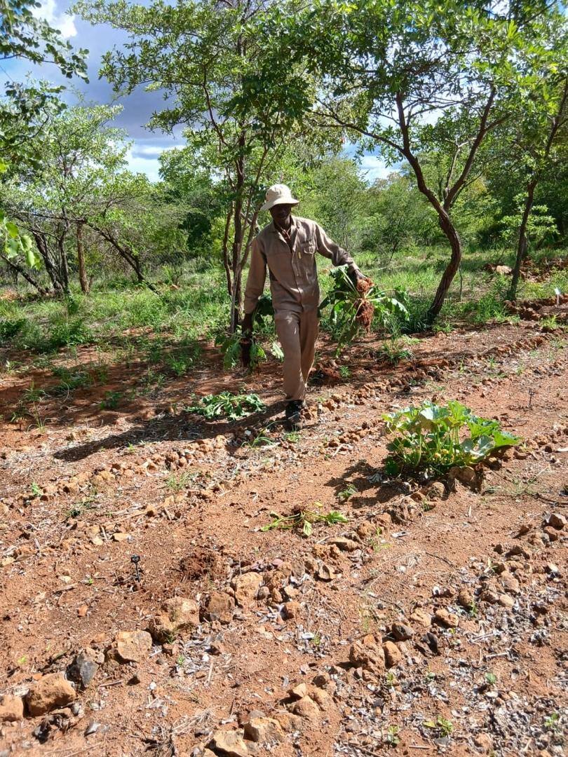 Gardener tending vegetable beds