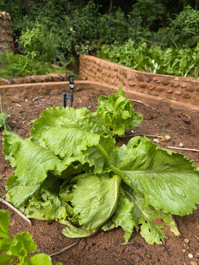 Leafy greens growing in the garden