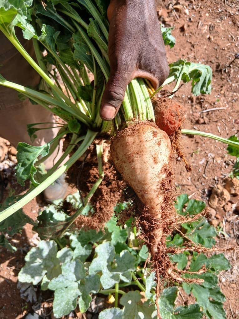 Freshly harvested beetroot