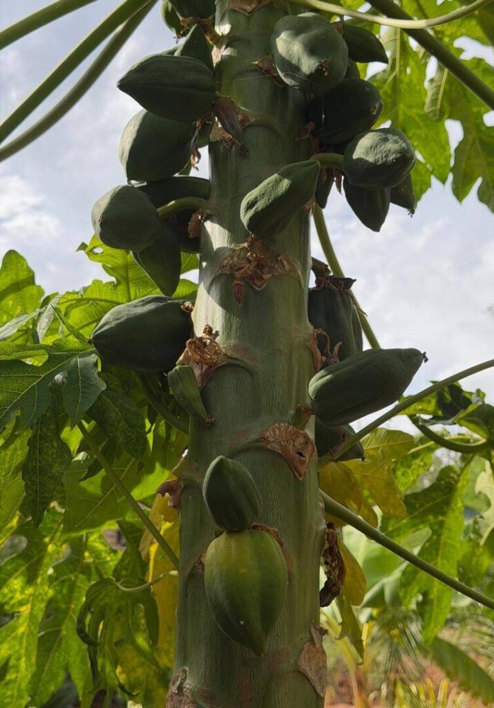 Papaya tree in the Simanya River Lodge garden