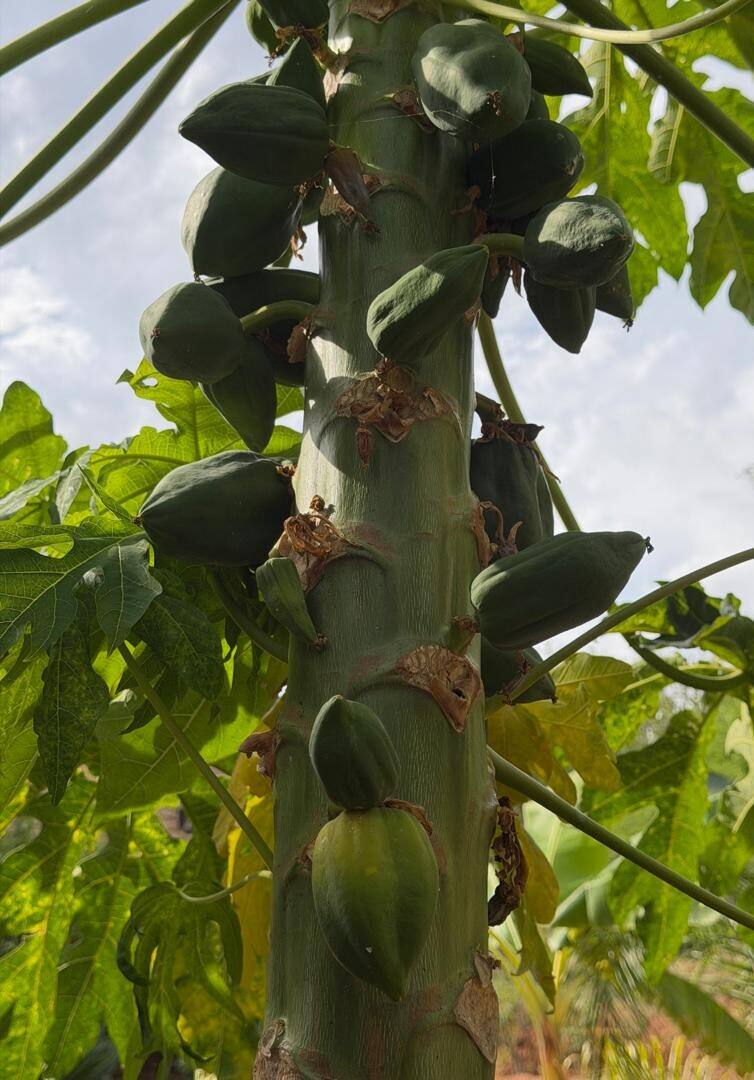 Papaya tree in the Simanya River Lodge garden