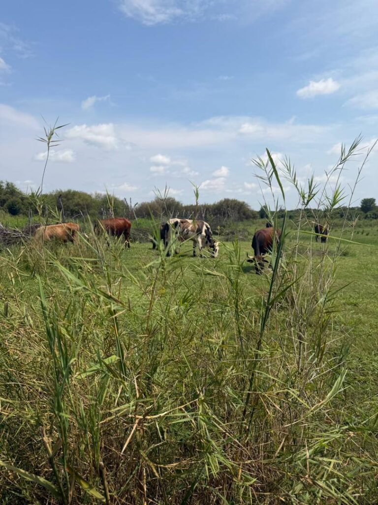 Cattle grazing on the Kavango floodplain on a guided hike