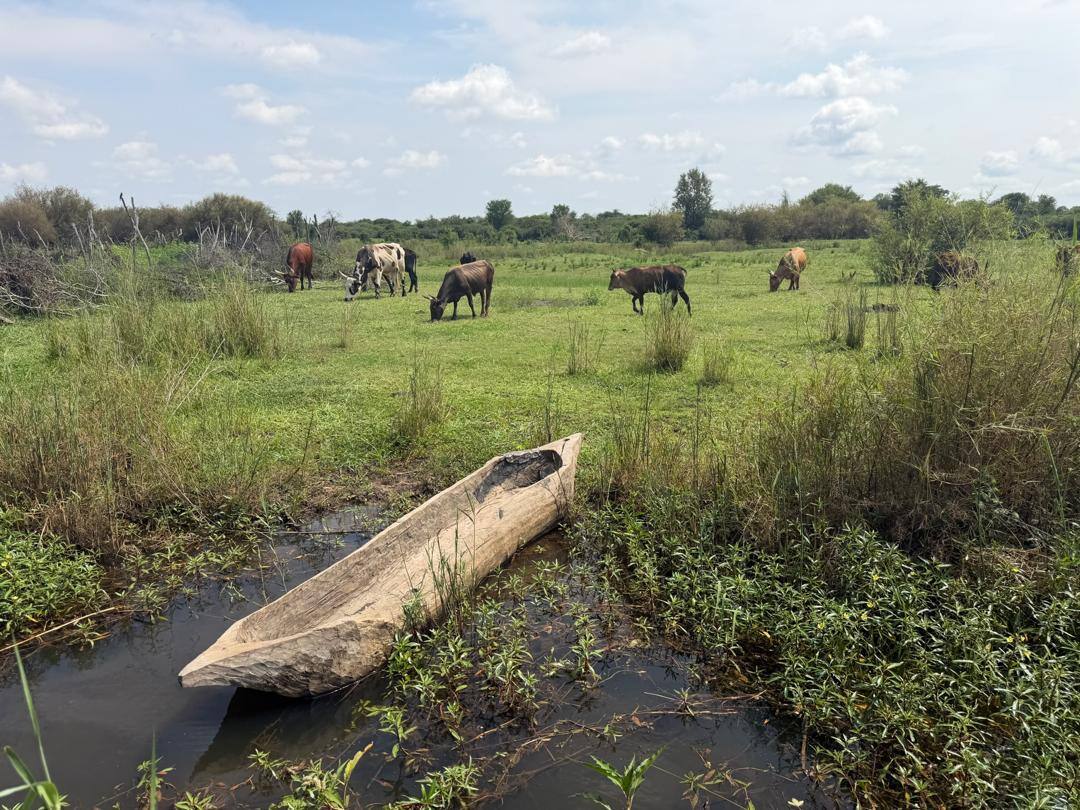 Makoro canoe on the riverbank
